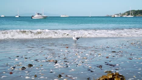SLOWMO---Seagull-on-beach-with-sailboats-in-background-on-Waiheke-Island,-New-Zealand