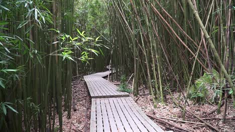 Caminando-Por-Un-Bosque-De-Bambú-En-Maui-Hawaii