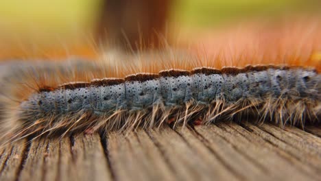 Extreme-macro-close-up-and-extreme-slow-motion-of-a-Western-Tent-Caterpillar-moth-passing-in-back-of-another