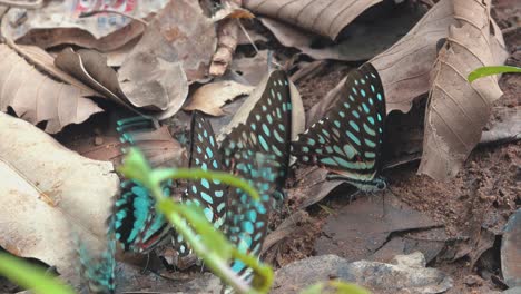 Bunte-Blaue-Schmetterlinge-Auf-Blättern