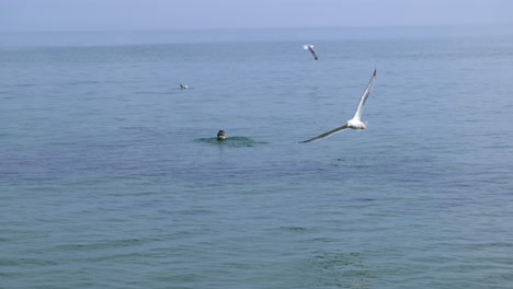 A-seagull-try-to-fly-away-but-another-gull-comes-and-attack-it