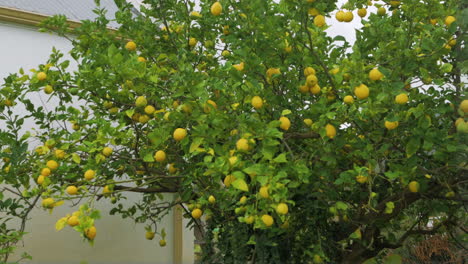 Zweige-Des-Zitronenbaums-Auf-Dem-Bauernhof-Voller-Zitronen,-Die-Sich-Im-Wind-Wiegen