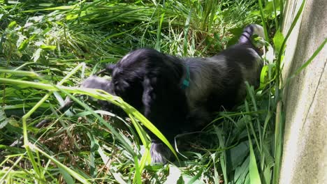 Süßer-Spaniel-welpenhund-Rollt-In-Grünem-Gras-Und-Kaut-Blatt,-Fester-Schuss