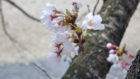 Zoomende-Landschaftsansicht-Der-Frischen-Sakura-Blume-Mit-Wind,-Der-In-Der-Gegend-Von-Fukushima-Weht---Hanami-Blumenbetrachtungssaison---4k-UHD-Videofilmmaterial-Kurz