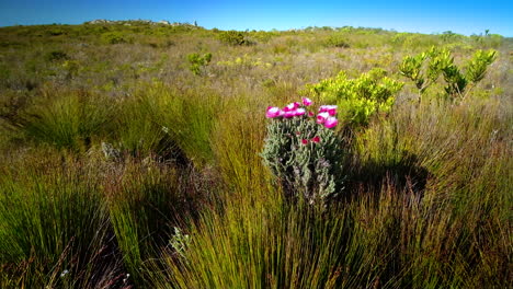 Pink-native-Cape-Everlasting-flowers-amongst-reeds-swaying-in-wind-in-Fernkloof-Nature-Reserve,-Hermanus,-South-Africa