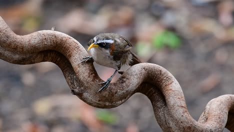 The-White-browed-Scimitar-Babbler-is-an-interesting-bird-as-its-name-carries-a-Scimitar-like-bill,-a-weapon-originating-in-the-Middle-East-in-which-the-bill-of-this-babbler-looks-like