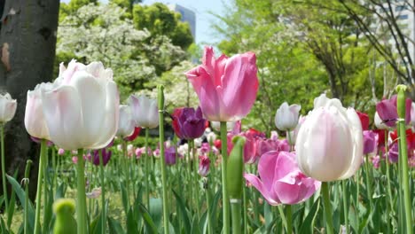 Field-of-the-Tulip-flower-in-Hibiya-Park-Garden--Tokyo,-Japan-in-summer-spring-sunshine-day-time--4K-UHD-video-movie-footage-short