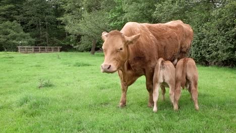 A-Limousin-cow-grazing-and-attentively-feeding-her-twin-calves