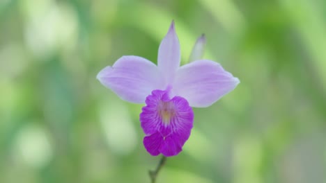 wild-orchid-close-up-dof-shot