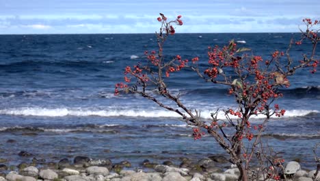 The-Baltic-Sea-in-slow-motion,-filmed-from-Öland,-Sweden