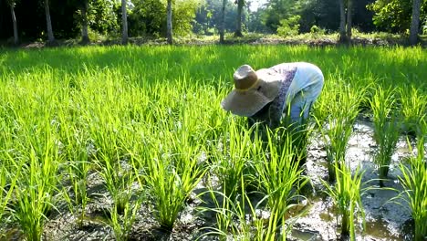 Landwirte,-Die-Reis-Behandeln