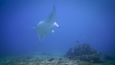a-reef-manta-is-swimming-playfully-and-gives-the-camera-a-show