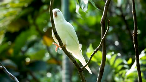 Albino-Quäkerpapagei,-Der-Auf-Baum-Spielt-Weißer-Papagei-Trainiert-Weißen-Papagei-Für-Frei-Fliegenden-Papagei