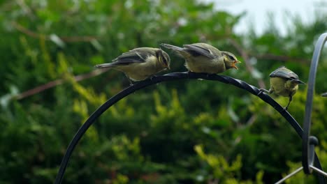 two-blue-tit-fledgeling-chicks-beckon-their-parent-to-feed-them