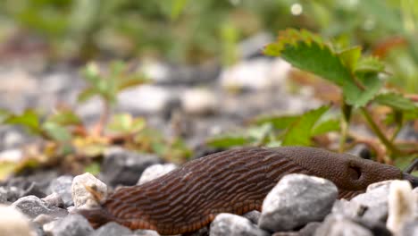 Macro-shot-of-a-brown-slug-crawling-at-a-high-speed-from-the-left-out-of-the-frame-on-the-right,-timelapse-shot