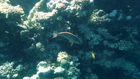 Farbenfrohe-Tropische-Korallenriffe