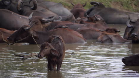 Baby-water-buffalo-with-herd-bathing-in-a-lake-in-Udawalawe,-Sri-Lanka