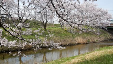 Landschaftsschwenkkameraansicht-Des-Sakura-Blumenparks-Mit-Kleinem-Kanal-Im-Frühling,-Volle-Blüte-Der-Sakura-Blumensaison,-Kannonji-Fluss-In-Der-Fukushima-Hanami-Blumensaison-4K-UHD-Videofilm