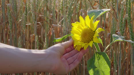 a-woman-touches-a-sunflower