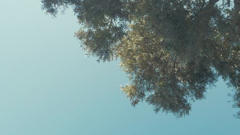 Olivenbaum-Verlässt-Niedrigen-Winkel-Blauen-Himmel