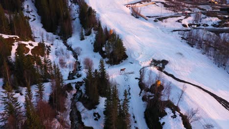 Aerial-view-of-moose-walking-in-snowy-ski-slope-during-sunset