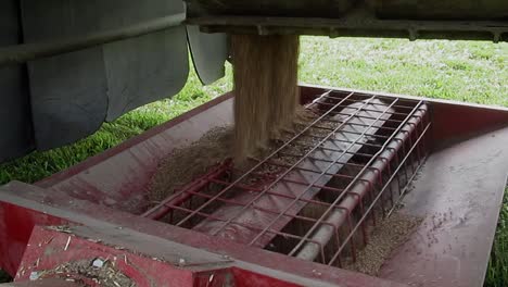 Dumping-wheat-from-a-hopper-bottom-truck-into-a-auger-hopper