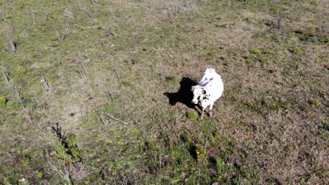Aerial-view-of-a-cow-with-a-little-bird-on-the-back-in-the-field-on-a-sunny-day