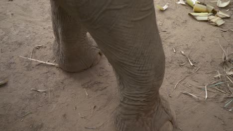 Die-Füße-Eines-Elefanten