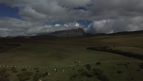 Drone-flying-towards-Cotopaxi-volcano-with-herd-of-llamas-grazing-in-the-foreground-in-Ecuador