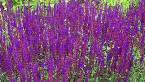 Múltiples-Abejas-De-Varios-Tipos-En-Una-Flor-Violeta-púrpura