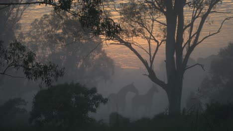 Wunderschöner-Sonnenaufgang-Im-Australischen-Outback-Mit-Zwei-Pferden,-Die-Wie-Gespenster-Im-Morgennebel-Stehen
