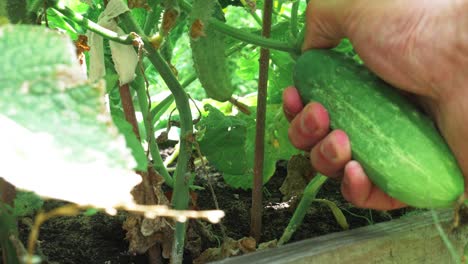 Close-up-shot-of-farmer-picking-cucumber-on-organic-farm