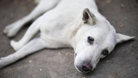 Shot-of-a-white-dog-sleeping-on-the-streets-in-Bali