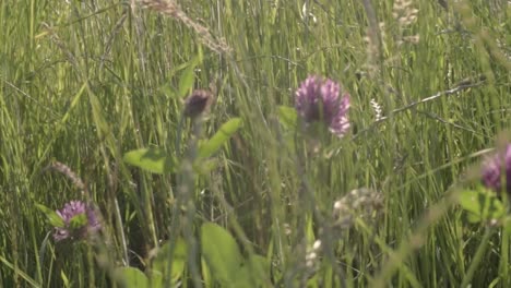 Field-of-clover-meadow-blows-in-gentle-breeze