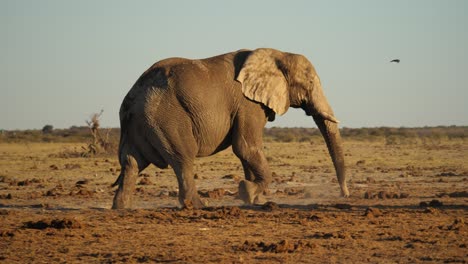 Mature-African-bull-elephant-walking,-dusty-dry-savannah,-slow-motion-pan-right