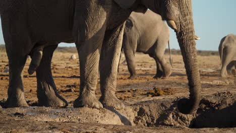 African-elephant-splashes-himself-with-mud,-natural-habitat-in-Botswana-Africa,-slowmo