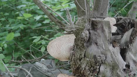 Tree-fungus-on-fallen-tree-along-Wissahickon-creek