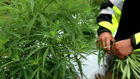 Worker-in-brightly-colored-rain-jacket-trims-hemp-plants-with-clippers-and-gathers-cuttings-to-make-clones
