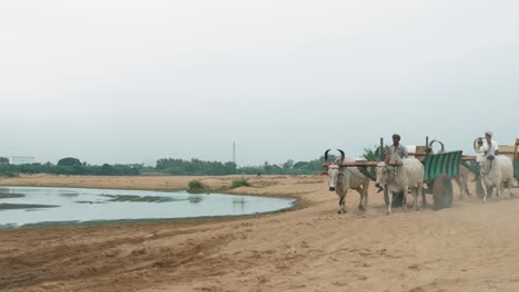 Bullock-carts-crossing-a-small-stream-in-the-cauvery-river-basin-in-Trichy-to-excavate-sand-for-building-construction