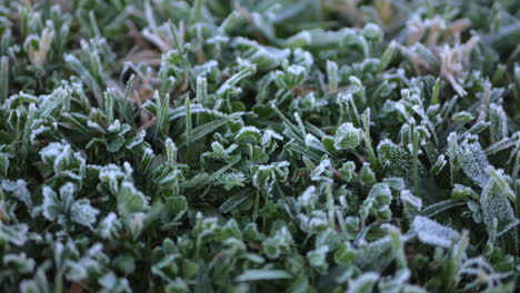 Icy-grass-in-the-morning.-CLOSE-UP-SHOT