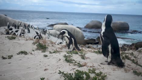 Slowmotion-of-an-African-Penguin-Shaking-its-Head-with-Others-in-the-Background