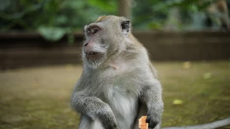 Slow-Motion-Handheld-shot-of-one-of-the-beautiful-Balinese-Long-Tailed-Monkeys-at-the-Sacred-Monkey-Forest-in-Bali,-Indonesia