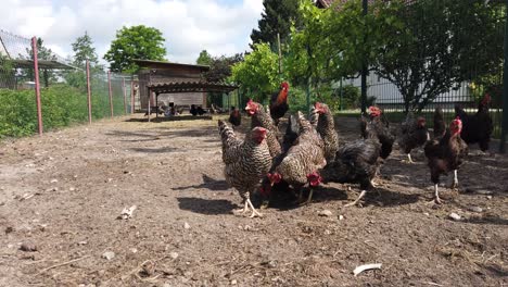 some-chickens-on-a-chicken-farm-in-slow-motion