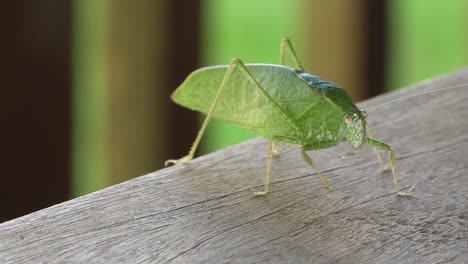 Macro-katydid,-bush-cricket-close-up-view-of-leaf-insect,-Tettigoniidae