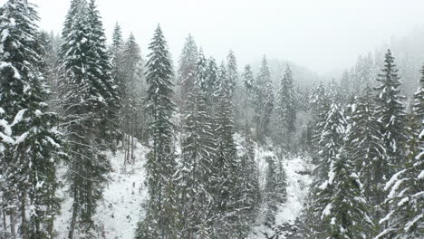 Drohne-Fliegt-Zwischen-Kiefern-In-Einem-Wunderschönen-Schneebedeckten-Wald