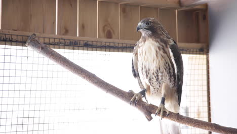 Red-tailed-hawk-in-captivity