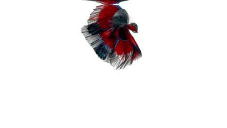 Colorful-Siamese-fighting-fish-Betta-splendens,-also-known-as-Thai-Fighting-Fish-or-betta,-is-a-species-in-the-gourami-family-which-is-popular-as-an-aquarium-fish-on-white-background