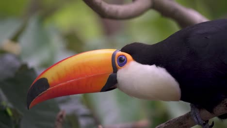 Handheld-close-up-of-a-curious-tropical-toco-toucan-standing-on-a-branch-in-nature-then-flying-away