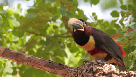 Kastanienohriger-Aracari-Vogel-Auf-Einem-Baum-Im-Pantanal-Brasilien