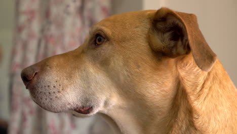 Profil-Dogge-Hund-Cross-Windhund-Rüde,-Nahaufnahme